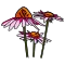 Echinacea