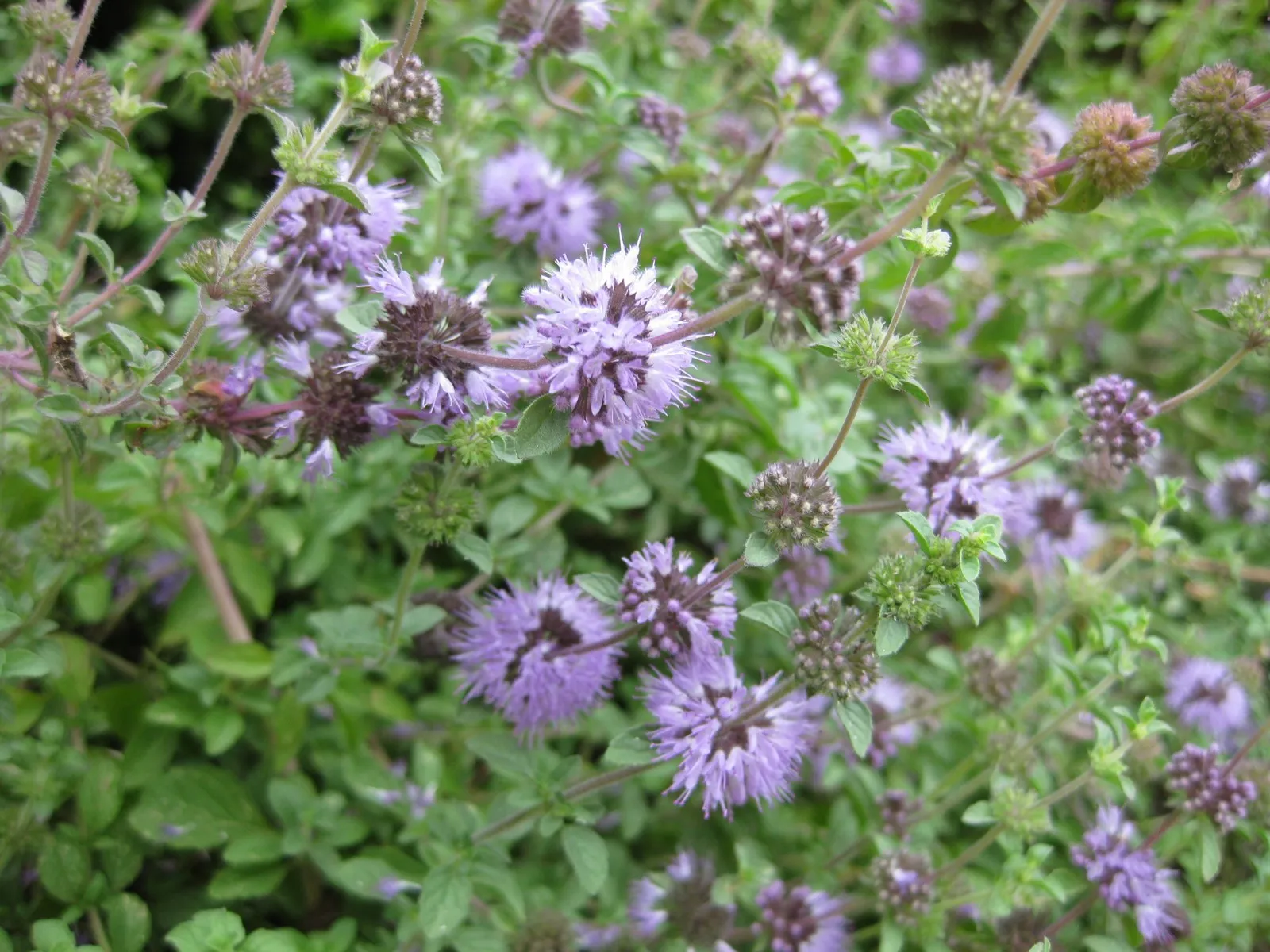 Pennyroyal blooms and leaves